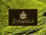 Herbata zielona liściasta Zylanica 200 g Elefant Green puszka słoń - obrazek 2